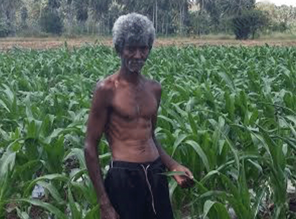 Corn Field Sri Lanka