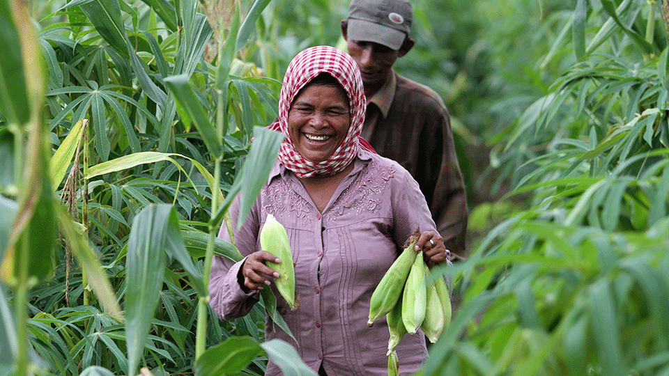 Middle of a Corn Field in Sri Lanka