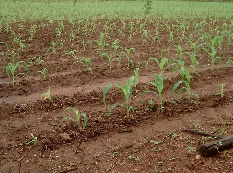 Sweet Corn Cultivation in Sri Lanka
