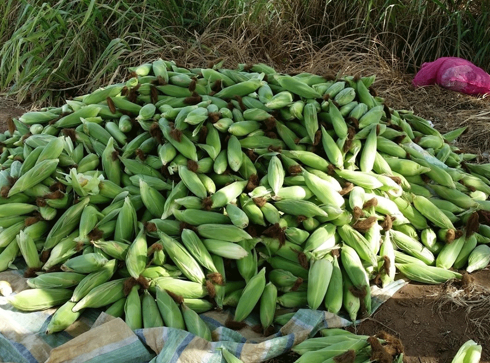 Sweet Corn in Sri Lanka