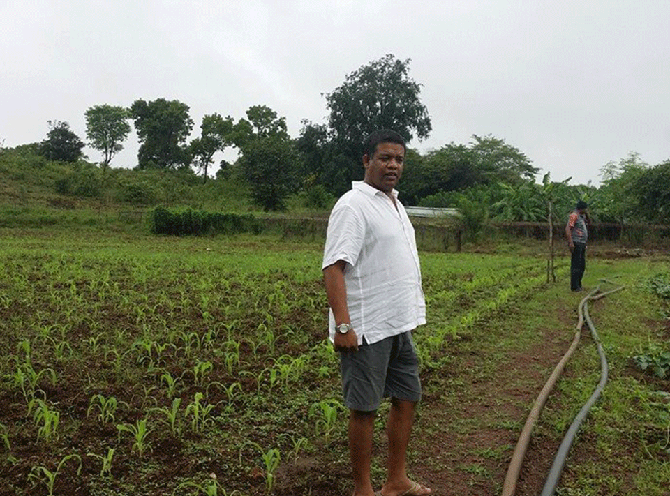 Corn Field in Sri Lanka